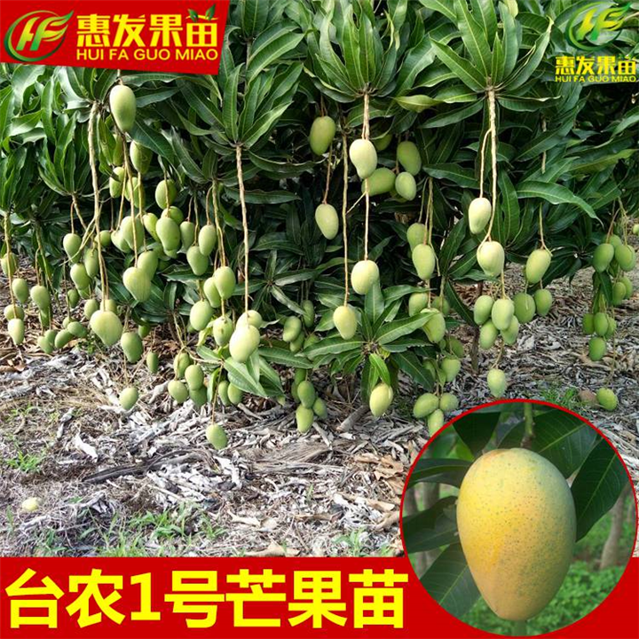 大亚湾台农一号芒果苗，大亚湾芒果苗，大亚湾果苗 
