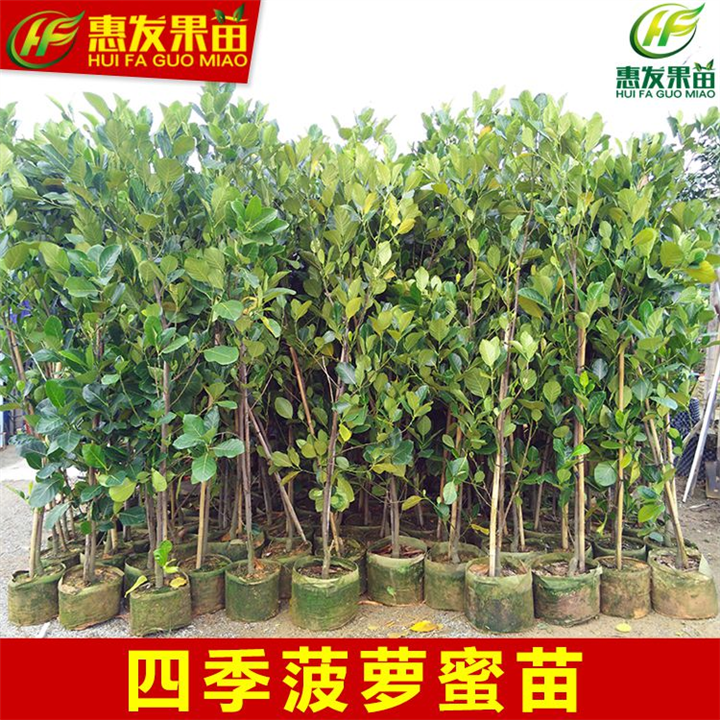 增城四季菠萝蜜苗，增城菠萝蜜苗批发 