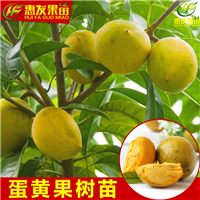 广东蛋黄果苗基地，广东蛋黄果苗，广东果苗 