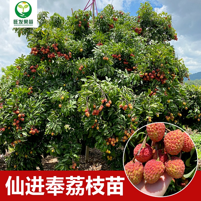 东莞仙进奉荔枝苗