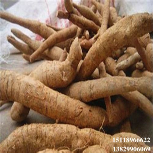 惠州牛大力苗批发，惠州牛大力种子苗 