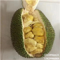 淡水榴莲菠萝蜜苗，淡水菠萝蜜苗，淡水果树苗 