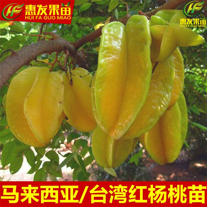 广东杨桃苗基地，广东杨桃苗，批发台湾四季杨桃苗 