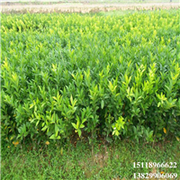 增城茂谷柑苗，广州茂谷柑苗，广东果苗 
