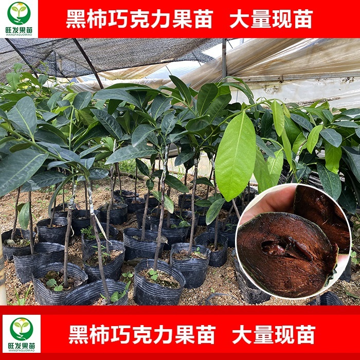 黑柿巧克力果苗