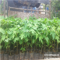 广东红妃木瓜苗基地，广东红妃木瓜苗 