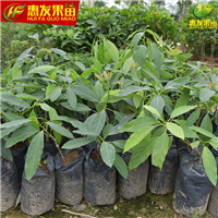 广东哈斯牛油果苗，广东牛油果苗，广东果苗 