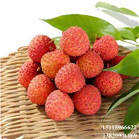 广东桂味荔枝苗，惠州桂味荔枝苗，荔枝苗 