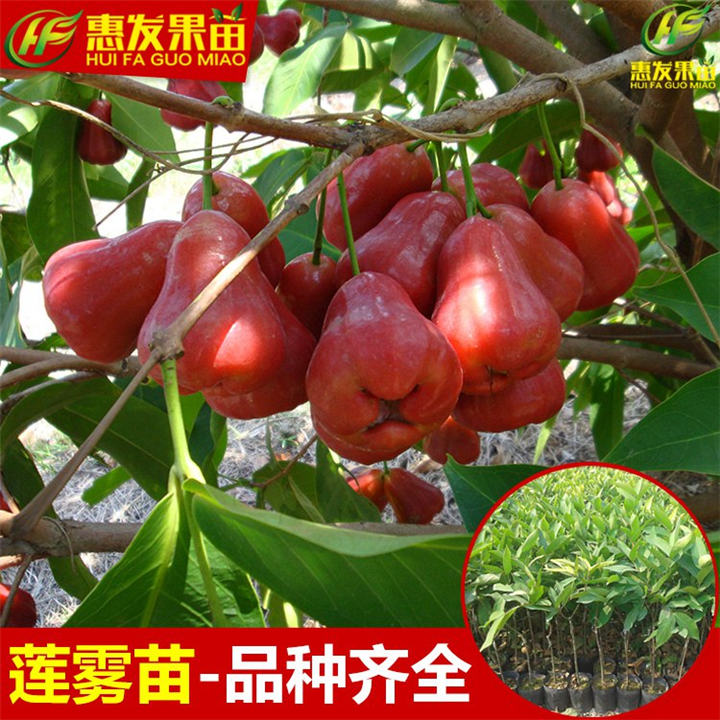淡水黑金钢莲雾苗，淡水台湾莲雾苗，淡水莲雾苗 