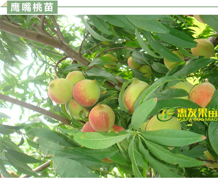 鹰嘴桃苗批发、广东鹰嘴桃苗、广东果苗 