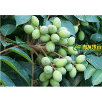 惠州青橄榄苗，淡水青橄榄苗，广东青橄榄苗 