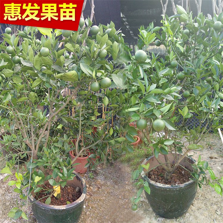 惠州橙子苗基地，惠州橙子苗，惠州果苗 