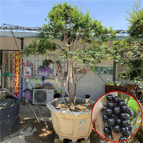 惠州精品造型嘉宝果苗哪家好
