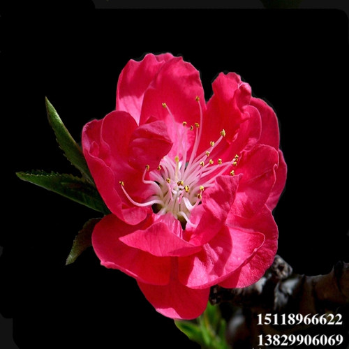 广东桃花苗基地，广东桃花苗，惠州桃花苗 