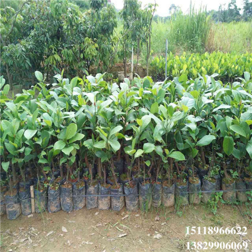 惠州榴莲菠萝蜜苗，惠州菠萝蜜苗，惠州果树苗 