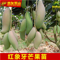 大亚湾红象牙芒果苗，大亚湾芒果苗，大亚湾果树苗 