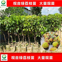 广东观音绿荔枝苗