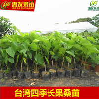 惠州四季长果桑苗，惠州长果桑苗，惠州果桑苗 