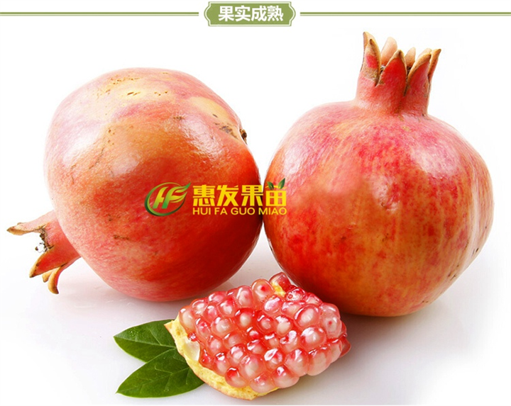 广东石榴苗基地，广东石榴苗，大亚湾石榴苗 