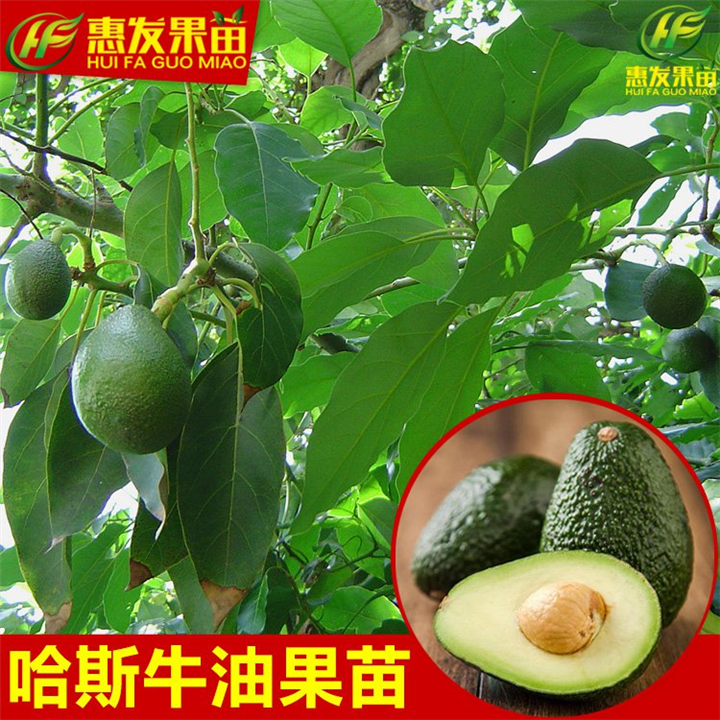 惠州哈斯牛油果苗，惠州牛油果苗，惠州果苗场 