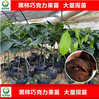 黑柿巧克力果苗