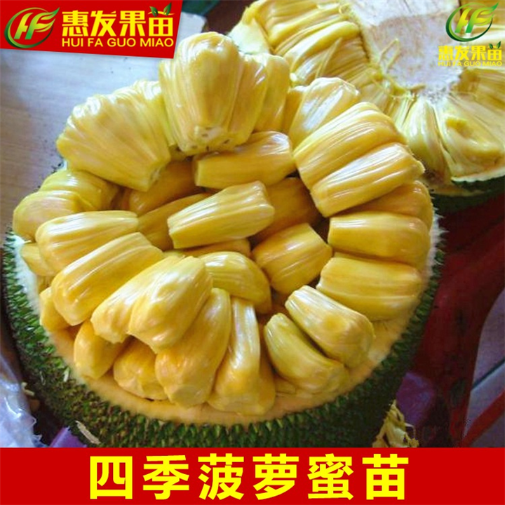 淡水四季菠萝蜜苗，淡水菠萝蜜苗价格 