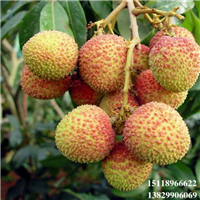 广东妃子笑荔枝苗，广东荔枝苗，广东果苗 