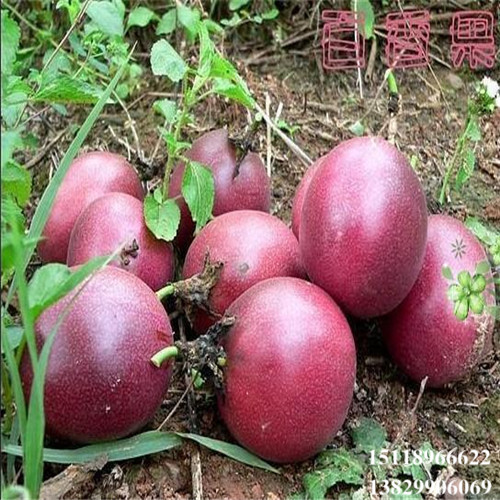 增城紫香百香果苗，增城百香果苗，增城果树苗 