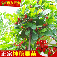 广东神秘果苗，惠州神秘果苗，惠州果苗 