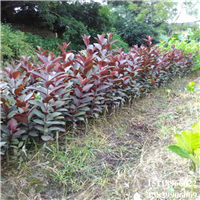 淡水紫色番石榴苗，淡水番石榴苗，淡水果树苗 