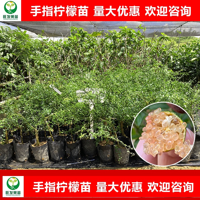 深圳手指柠檬苗