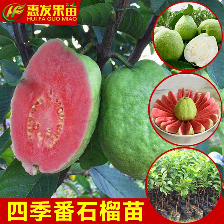 广东红心番石榴苗，广东番石榴苗价格，广东果树苗 