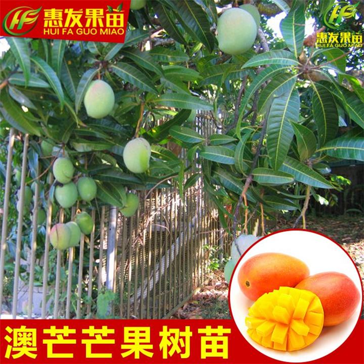 广东澳芒果苗，惠州澳芒果苗，淡水澳芒果苗 