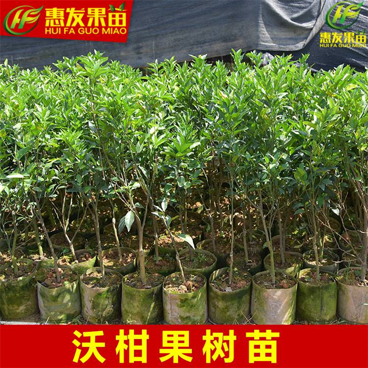 广东沃柑苗，惠州沃柑苗，惠州柑橘苗 