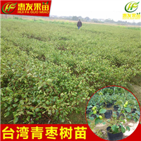 惠州台湾青枣苗，惠州青枣苗，惠州果树苗 