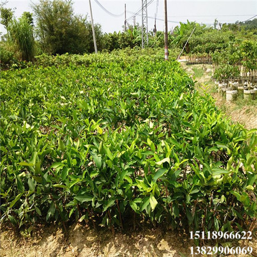 惠州黑珍珠莲雾苗，惠州莲雾苗，惠州果苗 