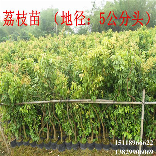 广东荔枝苗基地，广州荔枝苗，增城荔枝苗 