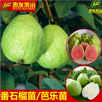 淡水台湾珍珠番石榴苗，淡水珍珠番石榴苗，淡水番石榴苗 