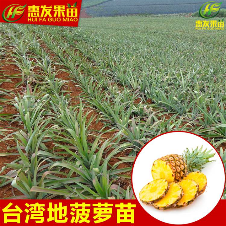 地菠萝苗苗，广东地菠萝苗，惠州地菠萝苗 