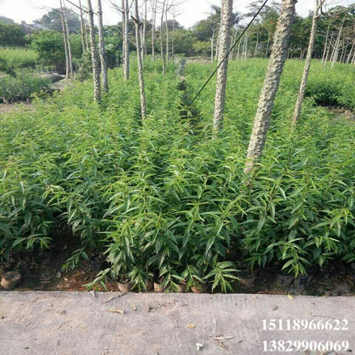 淡水桃花苗，大亚湾桃花苗，广东果苗 