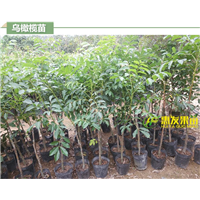大亚湾乌榄苗，淡水乌榄苗，淡水果苗 