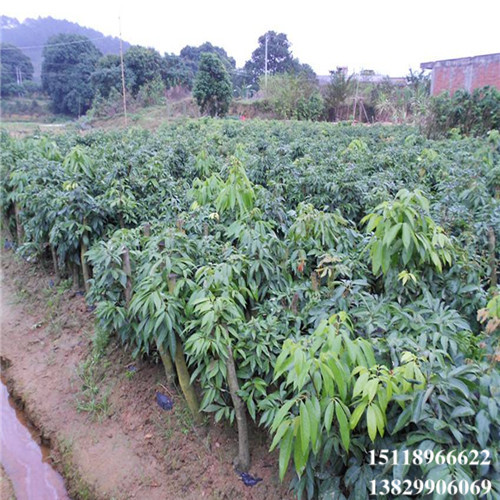 惠州荔枝苗批发，惠州荔枝苗，供应荔枝苗 