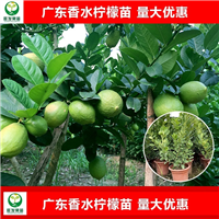 东莞香水柠檬苗