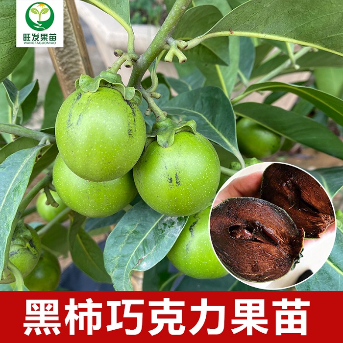 惠州黑柿巧克力果苗