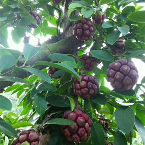 广东长寿果老虎果苗多少钱