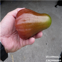 增城香水巴掌莲雾苗，增城莲雾苗，增城果树苗 
