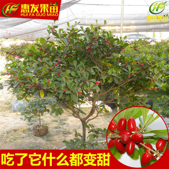 正宗神秘果树苗，惠州神秘果树苗 