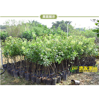 大亚湾杨梅苗，淡水杨梅苗，淡水果苗 