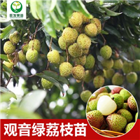 惠州观音绿荔枝苗