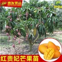 广东红贵妃芒果苗，广东芒果苗基地 
